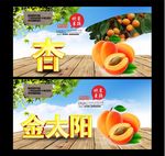 杏 采摘园