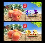 桃子 采摘园