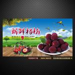 杨梅