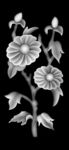 菊花 灰度图