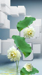 3d玄关荷花