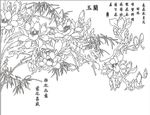 玉兰