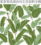 芭蕉叶图案绿色植物叶子香蕉叶