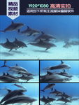 一群海豚海水中畅游视频素材