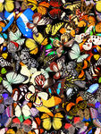 斑斓蝴蝶四方连续印花图案