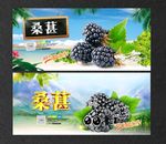 桑葚