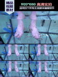 足疗鱼疗