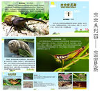 虫虫系列四——昆虫吉尼斯