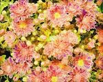 花卉水彩画