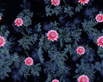 灰色叶子花