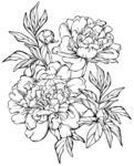 牡丹花