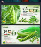 青豆