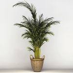 植物