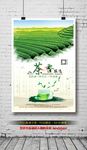 绿茶海报