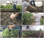 天台菜园开垦种植