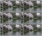 樱花和湖
