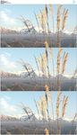 芦苇雪山