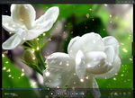 茉莉花 LED 动态 背景素材