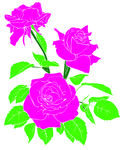 玫瑰花