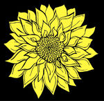 葵花