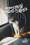 猫咪海报