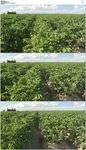 马铃薯植物蔬菜园