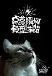 猫海报