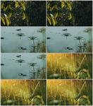 雨水雨滴浇灌嫩芽生长
