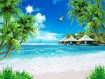 海景椰子树
