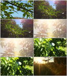 唯美阳光穿透树叶
