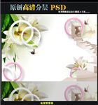 百合花