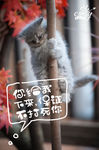 猫