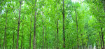 树林  绿树