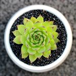 多肉植物 紫观音