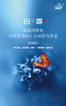 白露
