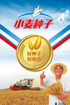 小麦种子