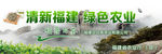 福鼎白茶