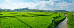 夏天稻田