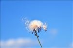 蒲公英