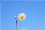 蒲公英