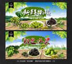 橄榄
