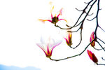 玉兰花