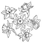 盛开的花朵