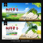 萝卜 白萝卜