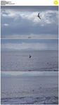 海鸥多云的海面飞翔