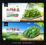 香菜
