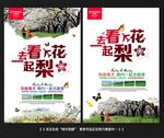 梨花