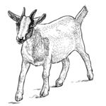 小羊