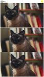 书架前黑猫眨眼