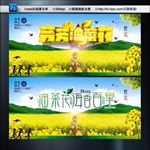 油菜花